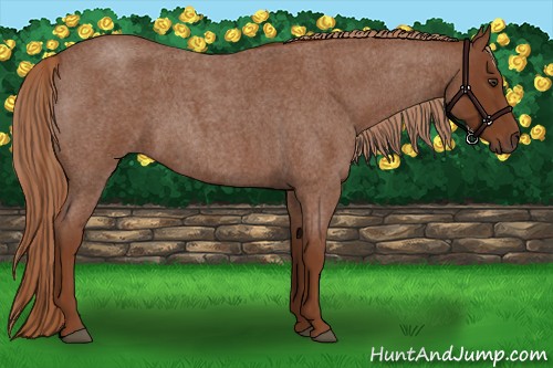 Horse Color:Red Roan