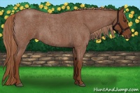 Horse Color:Red Roan 