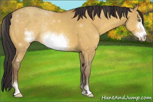 Horse Color:Amber Champagne Dun Sabino Frame Rabicano 