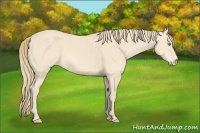 Horse Color:Perlino 
