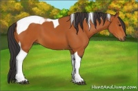 Horse Color:Bay Tobiano 