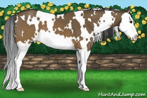Horse Color:White Spotted Brown Dun Splash 