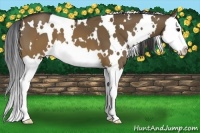 Horse Color:White Spotted Brown Dun Splash