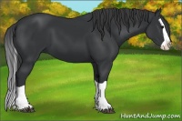 Horse Color:Black Splash 