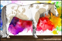 Horse Color:Buckskin Roan Dun Splash Tobiano Appaloosa 