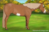 Horse Color:Red Roan Frame