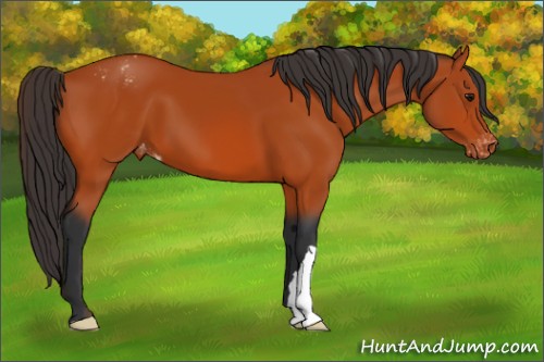 Horse Color:Bay Appaloosa 