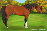 Horse Color:Bay Appaloosa