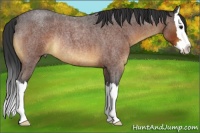 Horse Color:Bay Roan Splash Rabicano 