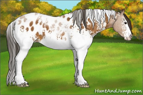 Horse Color:White Spotted Buckskin Near Leopard