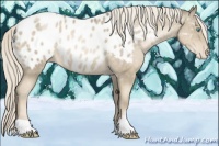 Horse Color:Chocolate Palomino Pearl Appaloosa 