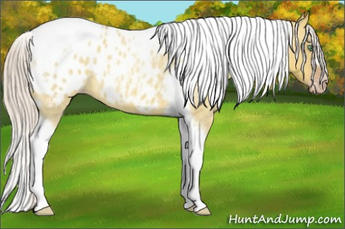 Horse Color:Gray Silver Amber Cream Champagne Roan Dun Splash Tobiano Frame Appaloosa Rabicano 