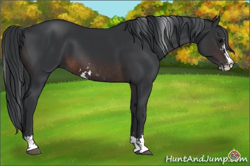 Horse Color:Brown Sabino 