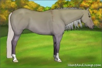 Horse Color:Silver Buckskin Dun 