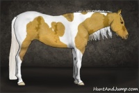 Horse Color:Silver Bay Ice Dun Tobiano 