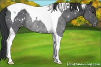 Horse Color:Black Tobiano Appaloosa Rabicano 