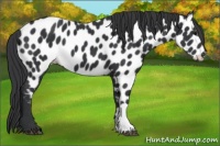 Horse Color:Black Near Leopard 