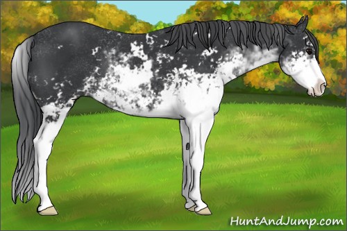 Horse Color:Black Sabino 