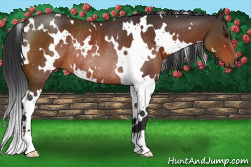 Horse Color:White Spotted Brown Rabicano