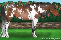 Horse Color:White Spotted Brown Rabicano 