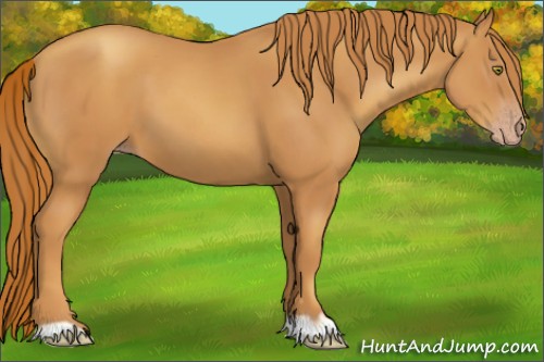 Horse Color:Gold Champagne 
