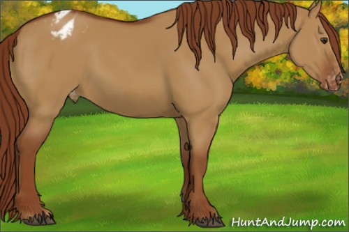 Horse Color:Red Dun Varnish 