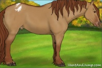 Horse Color:Red Dun Varnish