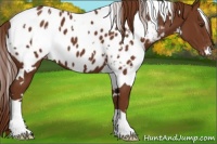 Horse Color:White Spotted Chestnut Blanket