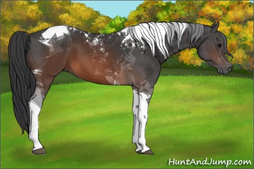 Horse Color:Brown Tobiano