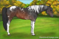 Horse Color:Brown Tobiano 