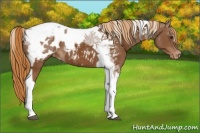 Horse Color:Chestnut Tobiano Appaloosa 