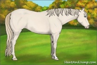 Horse Color:Perlino Rabicano 