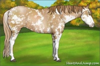 Horse Color:Chestnut Pearl Sabino Rabicano