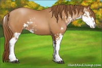Horse Color:Brown Pearl Sabino