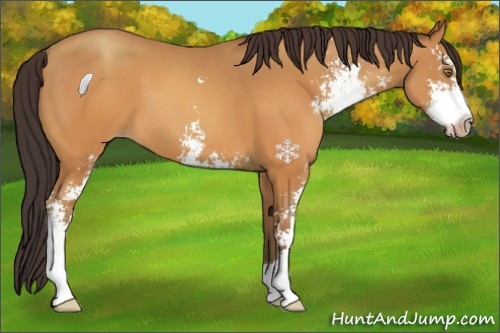 Horse Color:Sable Champagne Sabino 