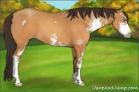 Horse Color:Sable Champagne Sabino 