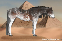 Horse Color:Gray White Spotted Black  and Gray White Spotted Brown 