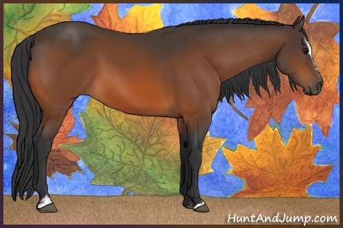 Horse Color:Bay Sabino