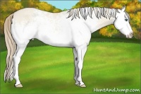 Horse Color:White Spotted Perlino Dun Splash 