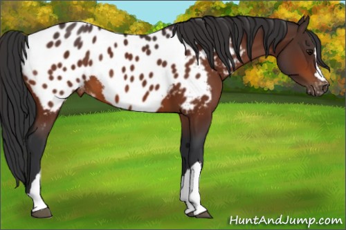Horse Color:Bay Appaloosa 