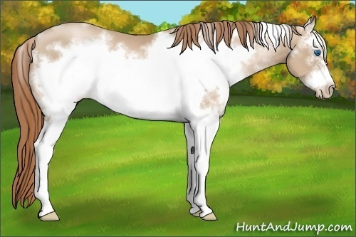 Horse Color:White Spotted Smoky Black Pearl Frame