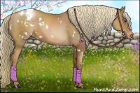 Horse Color:White Spotted Liver Chestnut Pearl Appaloosa