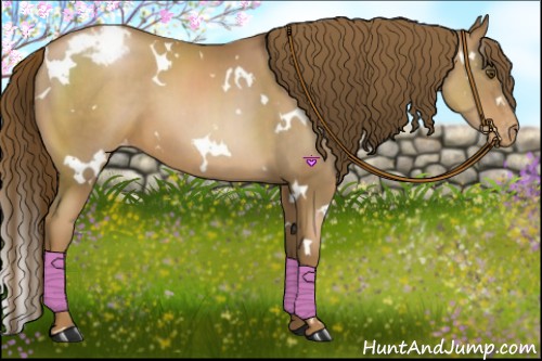 Horse Color:White Spotted Liver Chestnut Pearl Appaloosa
