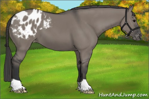 Horse Color:Grullo Appaloosa 