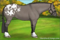 Horse Color:Grullo Appaloosa 