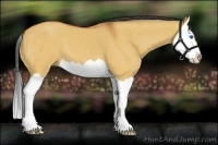 Horse Color:Bay Dun Splash