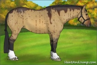 Horse Color:Brown Dun 