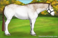 Horse Color:White Spotted Red Dun Brindle 