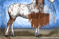 Horse Color:White Spotted Chestnut Blanket
