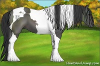 Horse Color:Black Tobiano